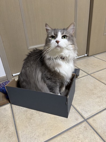 猫 雑種（ミックス） ルークの写真