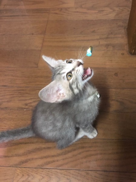 猫 サバトラ ユメの写真