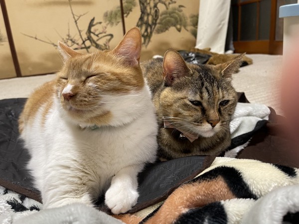 猫 茶白トラ ソラ&みずきの写真