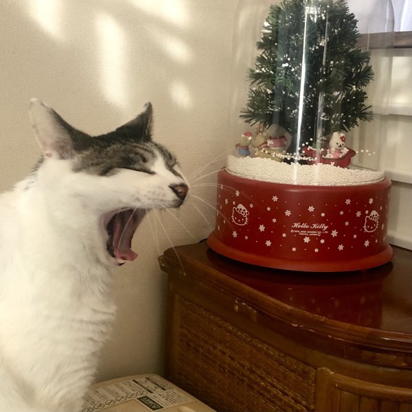 猫 雑種（ミックス） ラブの写真