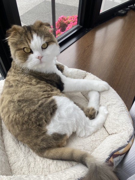 猫 スコティッシュフォールド コロの写真