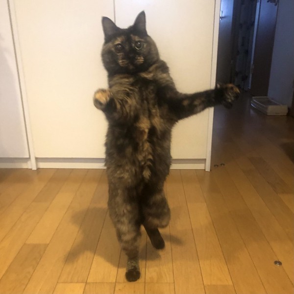 猫 サビ猫 ポンちゃんの写真