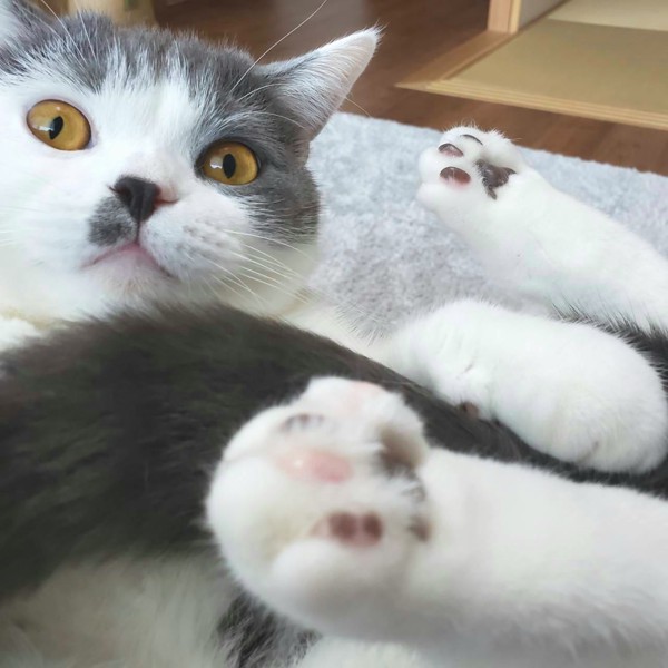 猫 ブリティッシュショートヘア ふくの写真