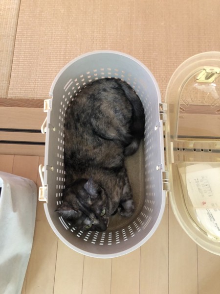 猫 サビ猫 うみちゃんの写真