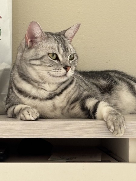 猫 アメリカンショートヘア ぺロちゃんの写真