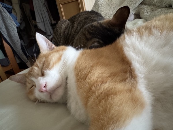 猫 茶白トラ たまちゃんの写真