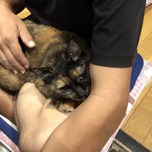 猫 サビ猫 ポンちゃんの写真