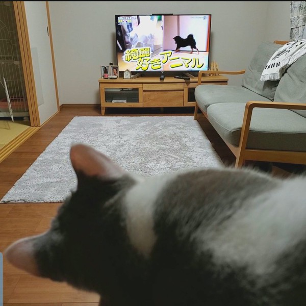 猫 ブリティッシュショートヘア ふくの写真