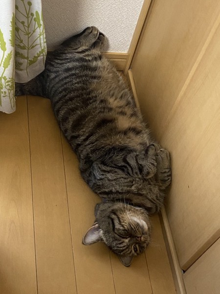 猫 ミヌエット 大吉の写真