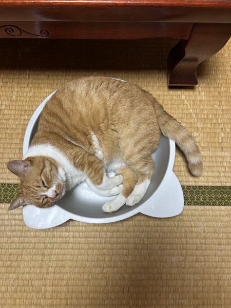 猫 雑種（ミックス） マイケルの写真