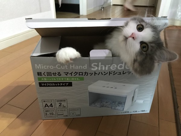 猫 ノルウェージャンフォレストキャット こまちの写真