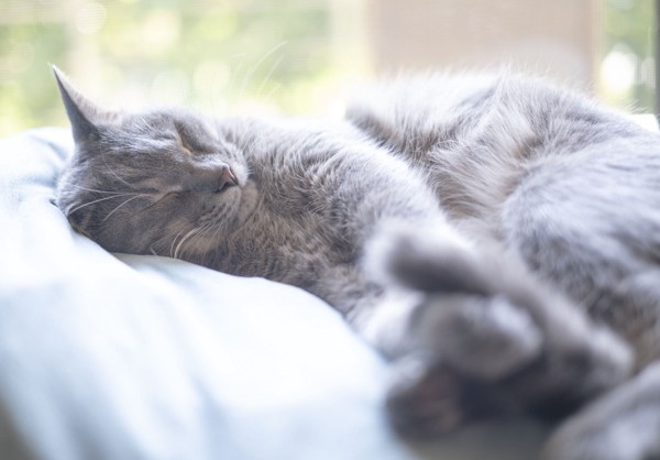 猫 雑種（ミックス） なつの写真