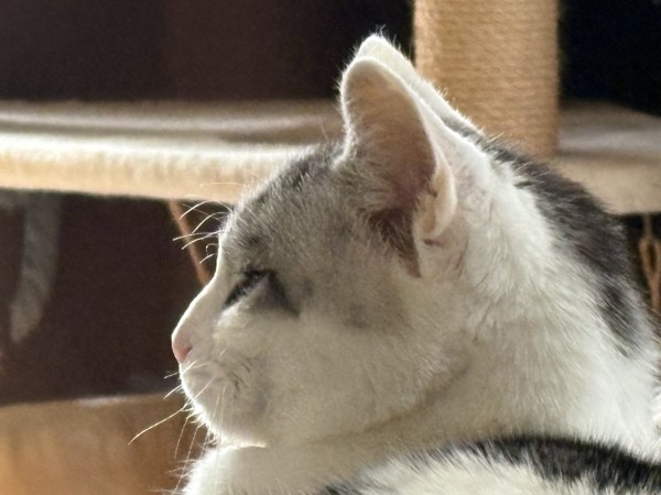 猫 サバシロ もーしゃんの写真