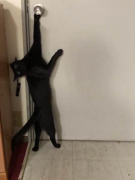 猫 黒猫 キキの写真