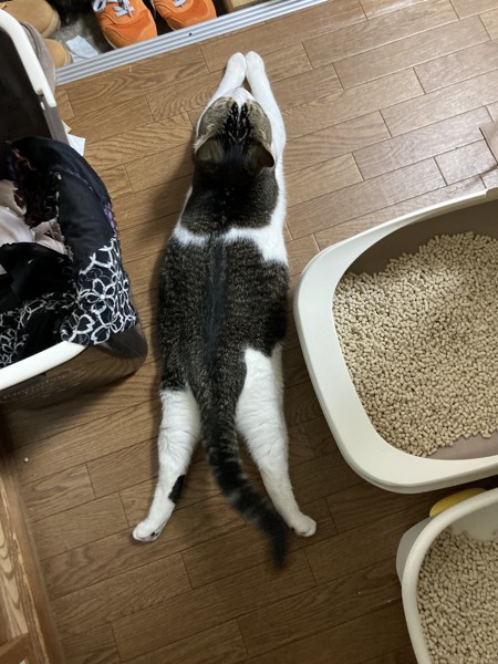 猫 マンチカン ちー坊の写真