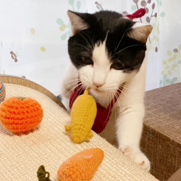 猫 雑種（ミックス） はち子の写真