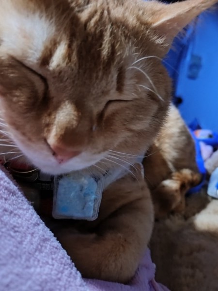 猫 茶トラ りんの写真