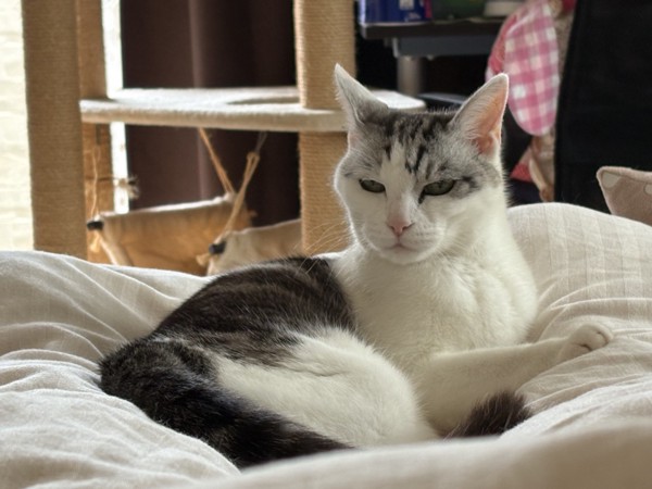 猫 サバシロ もーしゃんの写真