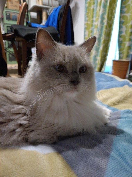 猫 ラグドール 聖子ちゃんの写真