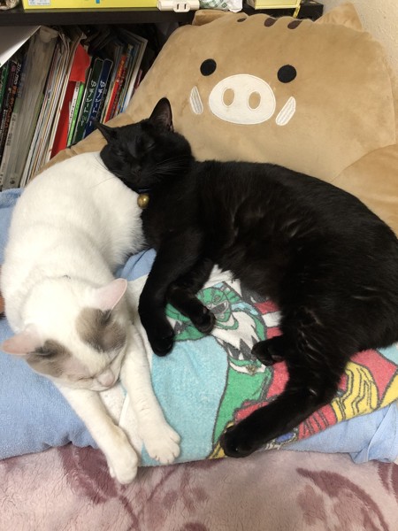 猫 雑種（ミックス） ももちゃん&ミルキーの写真