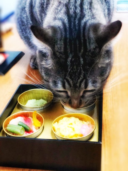 猫 キジトラ 茘枝(らいち)の写真