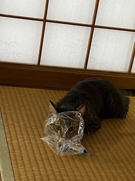 猫 キジトラ リキの写真