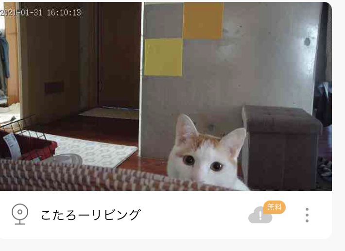 猫 雑種（ミックス） こたろーの写真