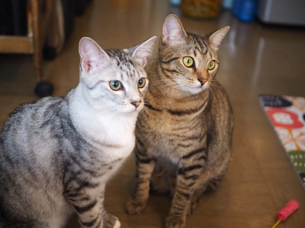 猫 サバトラ 景（カゲ）と虎（トラ）の写真