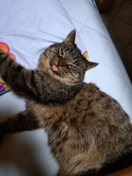 猫 キジトラ ちょこの写真