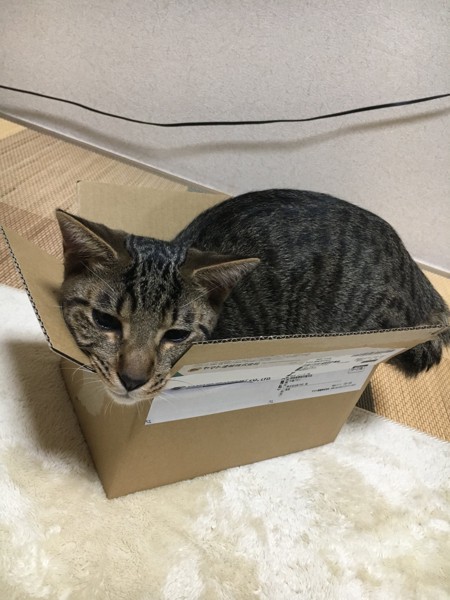 猫 キジトラ らっきーの写真