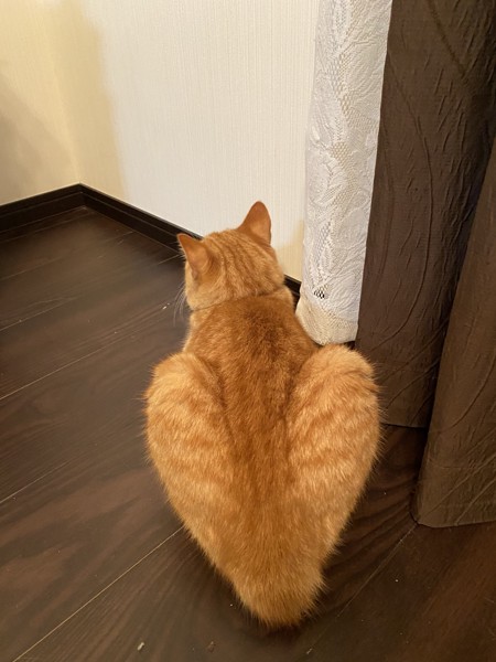 猫 マンクス キナコの写真