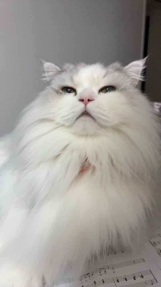 猫 サイベリアン マミの写真