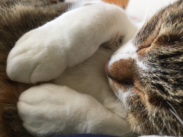 猫 キジシロ ミミちゃんの写真