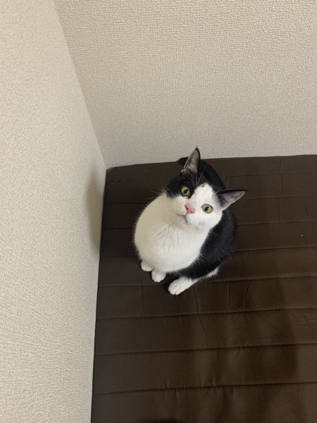 猫 雑種（ミックス） リオの写真