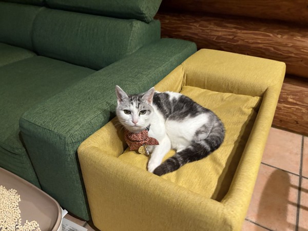 猫 サバシロ もーしゃんの写真