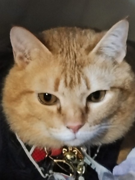 猫 茶トラ りんの写真