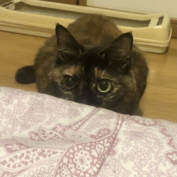 猫 サビ猫 ポンちゃんの写真