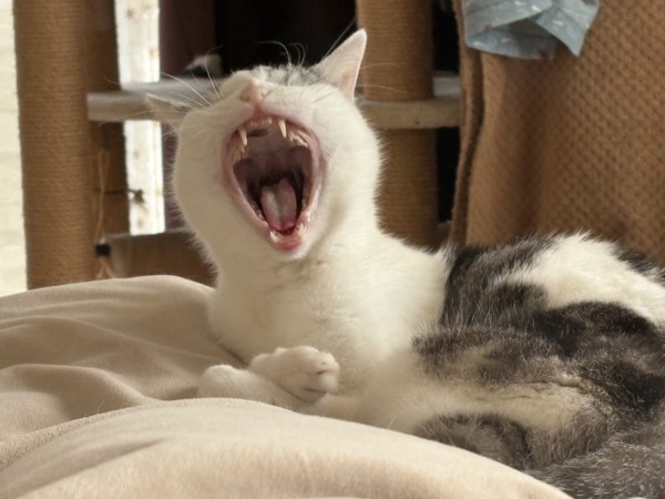 猫 サバシロ もーしゃんの写真