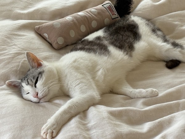 猫 サバシロ もーしゃんの写真