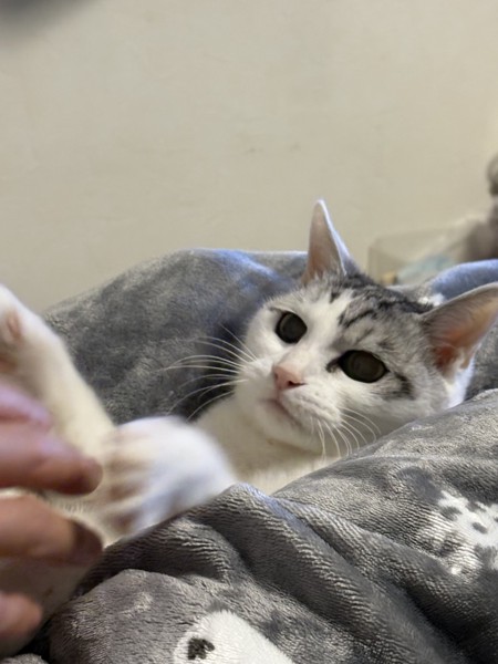 猫 サバシロ もーしゃんの写真