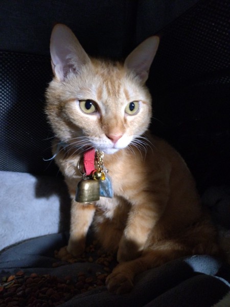 猫 茶トラ りんの写真