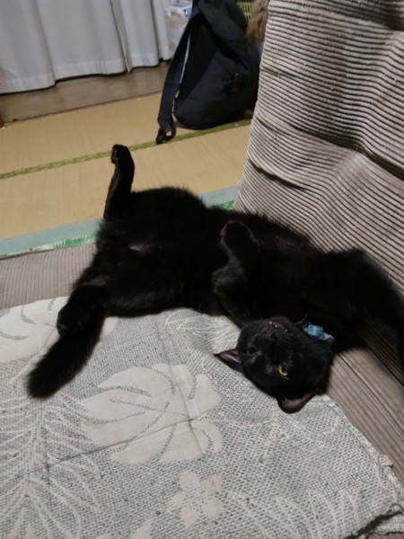 猫 黒猫 黒猫の写真