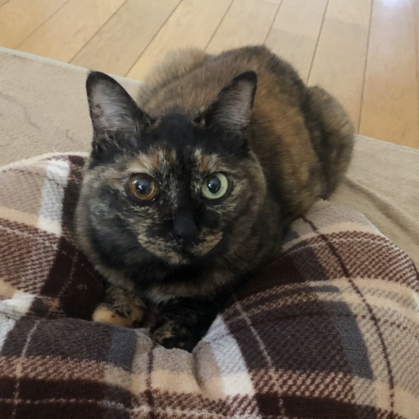 猫 サビ猫 ポンちゃんの写真