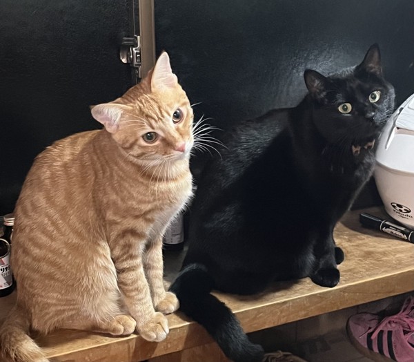 猫 黒猫 アル&ルノの写真