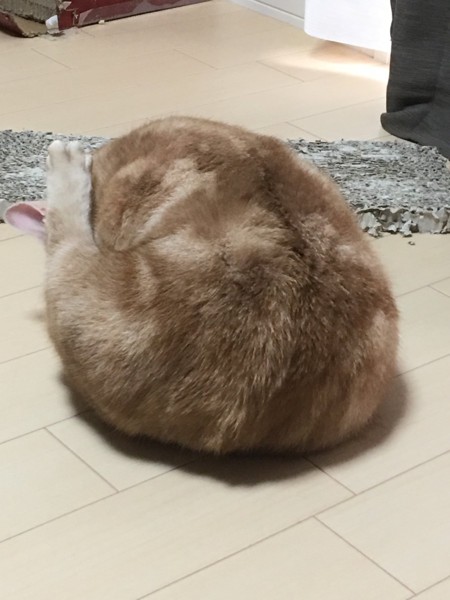 猫 マンチカン ナルトの写真