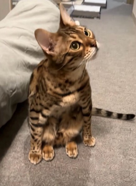 猫 ベンガル カーラの写真