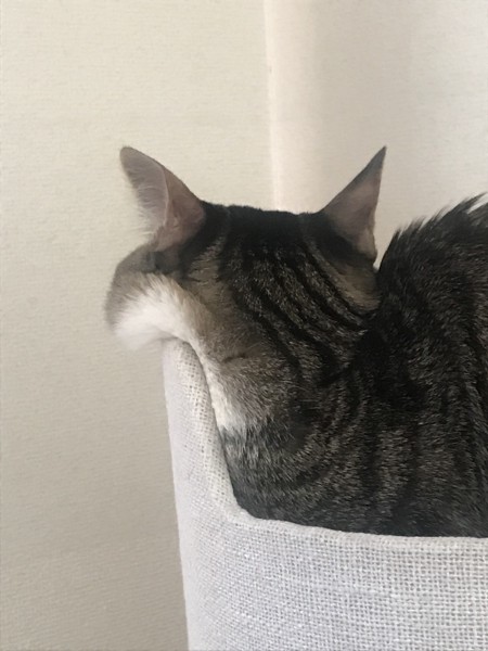 猫 雑種（ミックス） ふくの写真