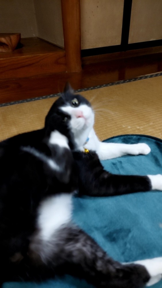 猫 ジェネッタ チビの写真