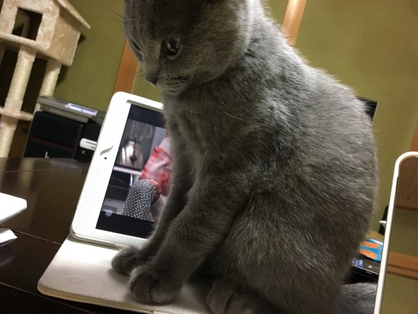 猫 ブリティッシュショートヘア かいくんの写真