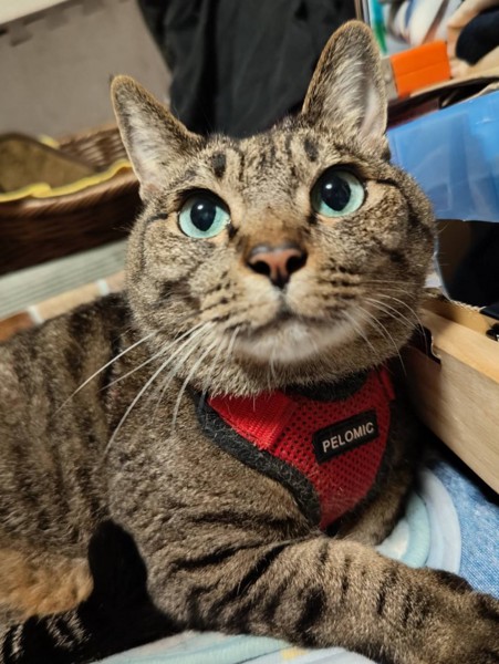 猫 キジトラ マロちゃんの写真